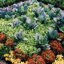 Schröder Garten GmbH Ganderkesee Gemüsebeet