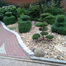 Schröder Garten GmbH Ganderkesee Japanische Pflanzen
